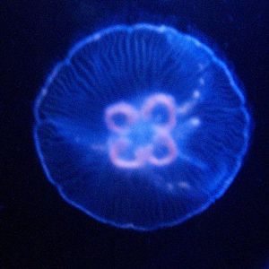 Scottish sea life centre, Oban 03/08/10