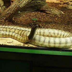 Helsinki Tropicario Reptile Zoo