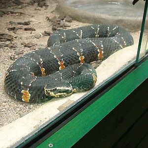 Helsinki Tropicario Reptile Zoo