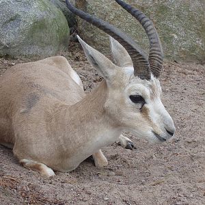 Persian Goitered Gazelle