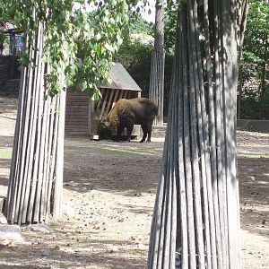 Mishmi Takin Exhibit 2