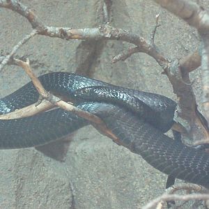 (Black) Boomslang