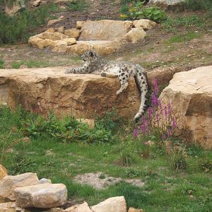 Snow Leopard