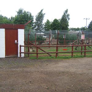 Black and White Ruffed Lemur house and enclosure