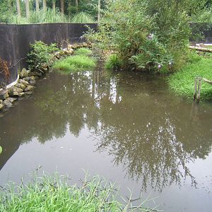 Asian Short-clawed Ottter enclosure