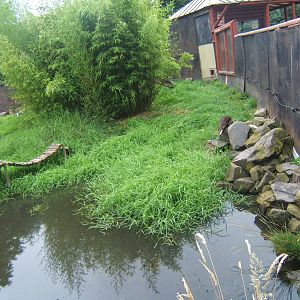 Asian Short-clawed Ottter enclosure