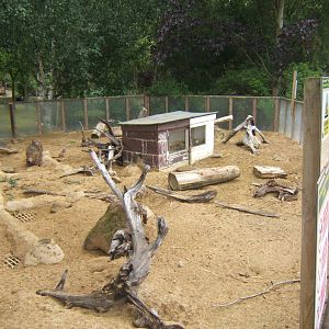 Meerkat enclosure