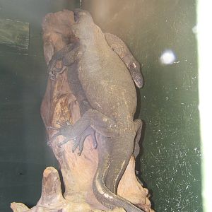 Rough-necked Monitor (Varanus rudicollis)