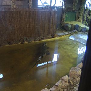 Hybrid Cuban Crocodile exhibit
