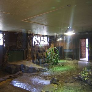 Hybrid Cuban Crocodile exhibit