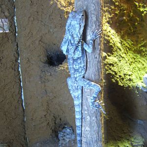 Frilled Lizard