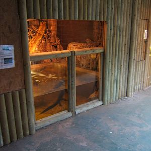 West African Dwarf Crocodile enclosure