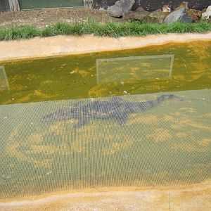 Outdoor Spectacled Caiman enclosure