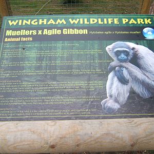 Gibbon sign