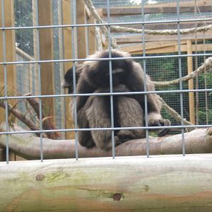 Agile x Muellars Gibbon hybrid