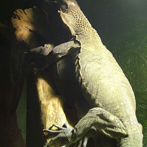 Rough-necked Monitors at Wingham WP, 31/07/10