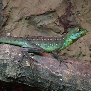Young Basilisk at Wingham WP, 31/07/10