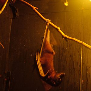 Little Red Fruit Bat at Wingham WP, 31/07/10