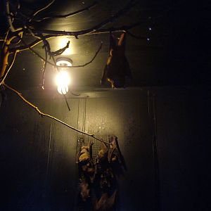 Bats at Wingham WP, 31/07/10