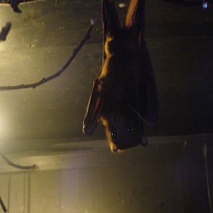 Little Red Fruit Bat at Wingham WP, 31/07/10