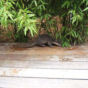 Hand reared Smooth-coated Otter having some exercise