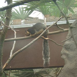 Sri Lankan Giant Squirrel