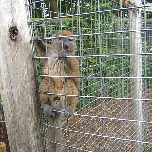 Western Grey Gentle Lemur