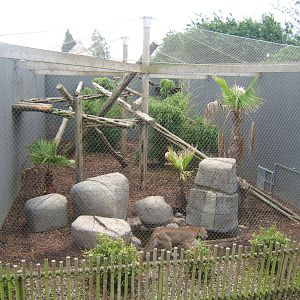Puma/Clouded Leopard enclosure with Puma in view
