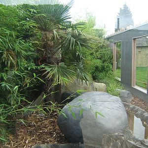 New Fishing Cat enclosure