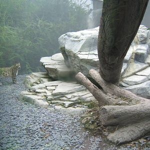 Snow Leopard enclosure