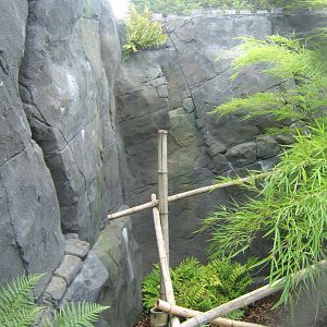 Owstons Palm Civet outdoor enclosure