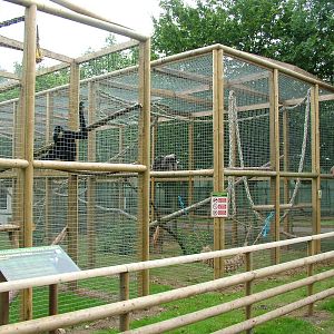 Gibbon Exhibits at Wingham WP, 31/07/10