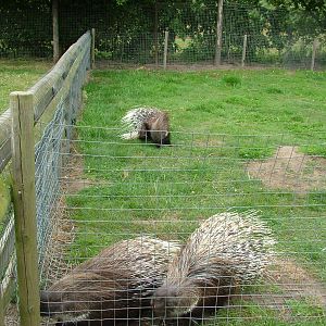 Lively porcupines at Wingham WP, 31/07/10