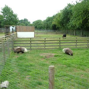 Lively porcupines at Wingham WP, 31/07/10