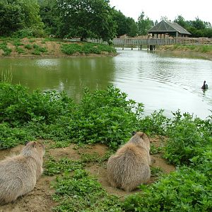 Main lake at Wingham WP, 31/07/10