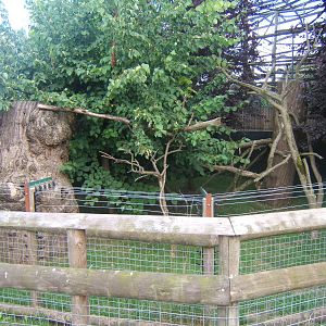 Empty Tamandu enclosure