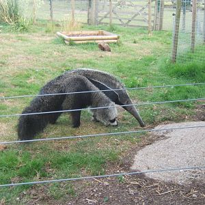 Giant Anteater