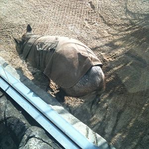Common Wombat Juune 2010