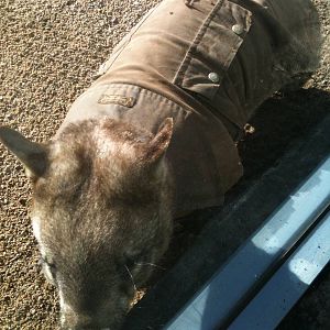 Southern hairy nose Wombat June 2010