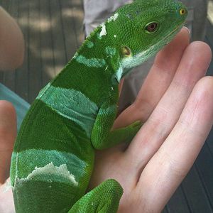 Fijian banded iguana in encounter session