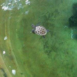 Hawkesbill Turtle hatchling