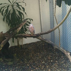 Fijian Goshawk exhibit