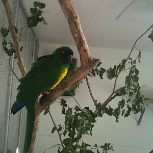 Yellow brested Musk parrot