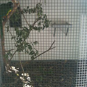 parrot Cage