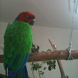 musk parrot