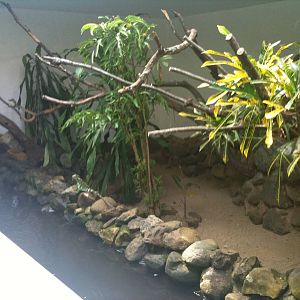 Fijian Crested Iguana exhibit
