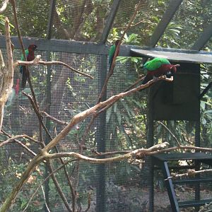 parrot Avaries