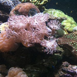 Coral tank