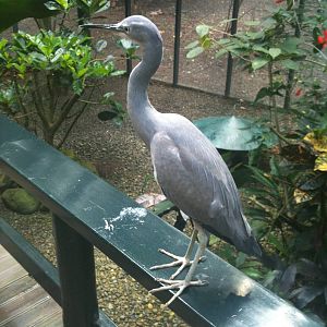 Wetland Birds exhibit juvenile Grey egret