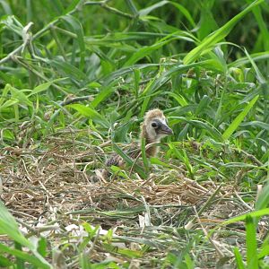 Black crowned crane chick in kuwait zoo